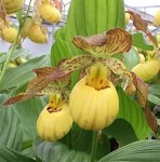 cypripedium-inge- (1)